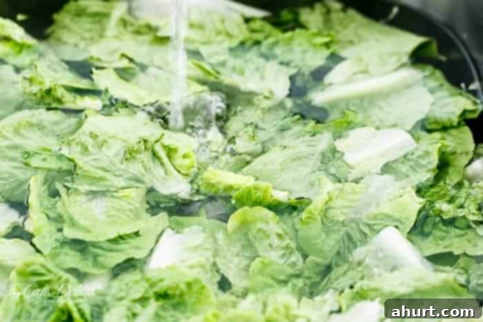 Fresh romaine lettuce leaves being prepared for a salad