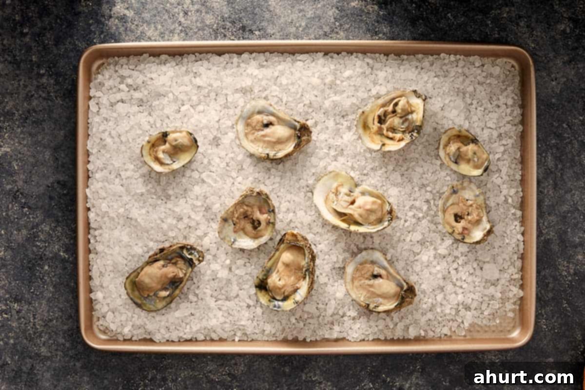 Raw oysters on the half shell arranged on a baking tray with rock salt.