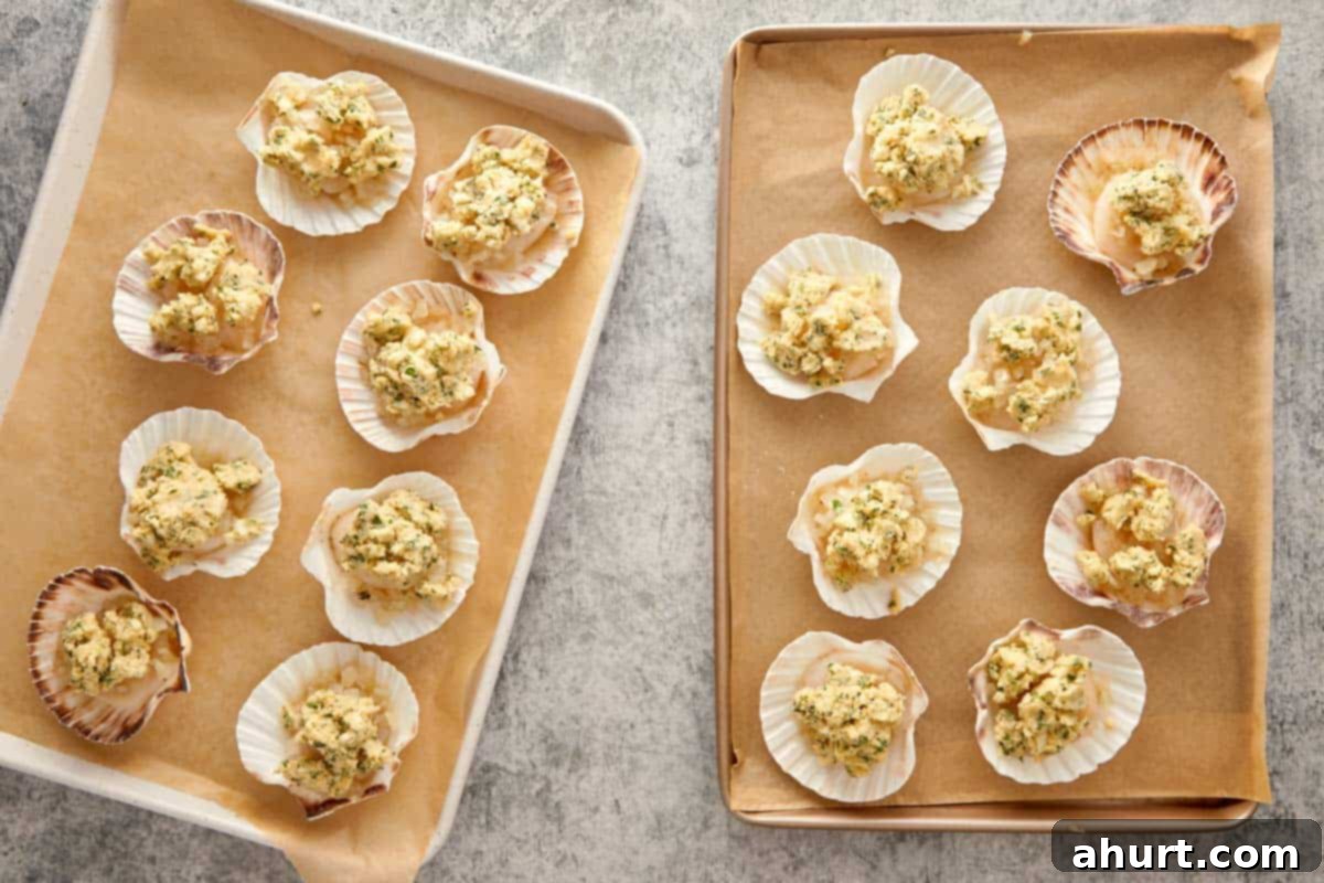 Trays of scallops prepared with garlic parsley butter, ready to go into the oven.