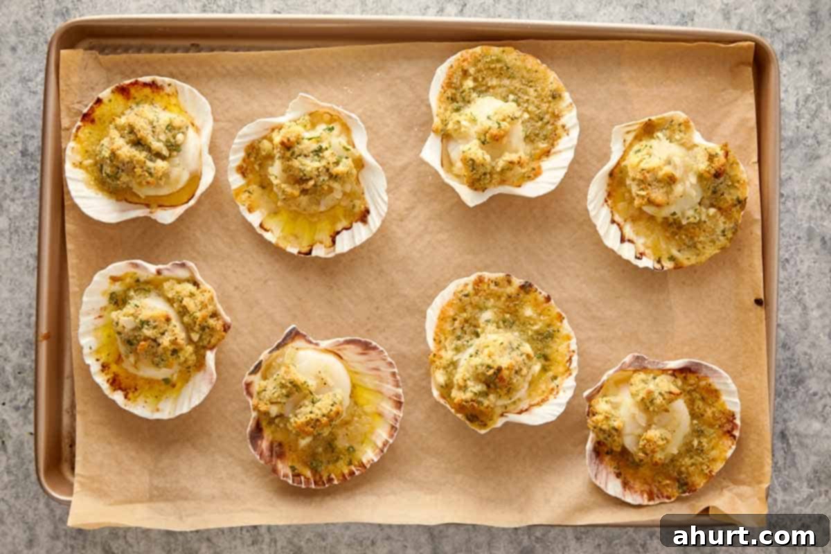 Baked scallops gratin fresh from the oven, golden and bubbling on their shells.